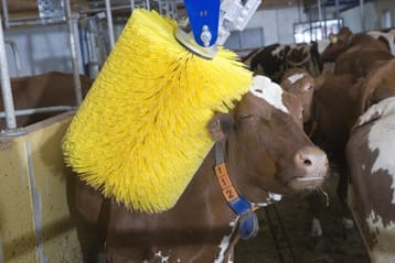 Czochradło dla krów - Aktywne czochradło SCB - 89863516 - 2150015825 - DeLaval SCB 4 Czochradło dla krów - Aktywne czochradło SCB - 89863516 - 2150015825 - DeLaval SCB