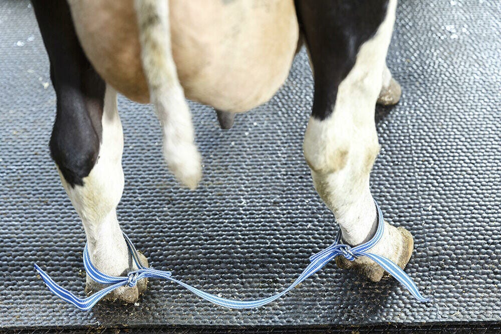 Pętla - Pęto dla krów - 87651801 - DeLaval 2 Pętla - Pęto dla krów - 87651801 - DeLaval