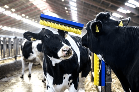 Czochradło dla krów stacjonarne - Szczotka stacjonarna SB - 88265780 - DeLaval 2 Czochradło dla krów stacjonarne - Szczotka stacjonarna SB - 88265780 - DeLaval