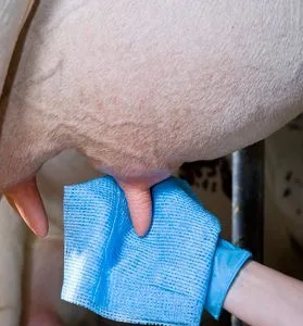 Ściereczka do wymion - Niebieska - 1szt - DeLaval